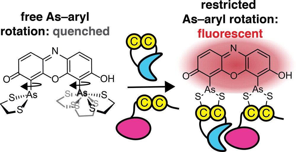 Restricted Rotation Induces Fluorescence in Arsenic-Containing Dyes acspubs.co/A368300OkaI Read the #JACSspotlight