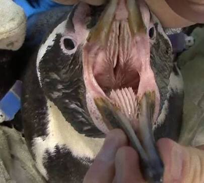 スネイク君さん がハッシュタグ ペンギンの口の中 をつけたツイート一覧 1 Whotwi グラフィカルtwitter分析 スネイク君さん がハッシュタグ ペンギンの口の中 をつけたツイート一覧 1 Whotwi グラフィカルtwitter分析