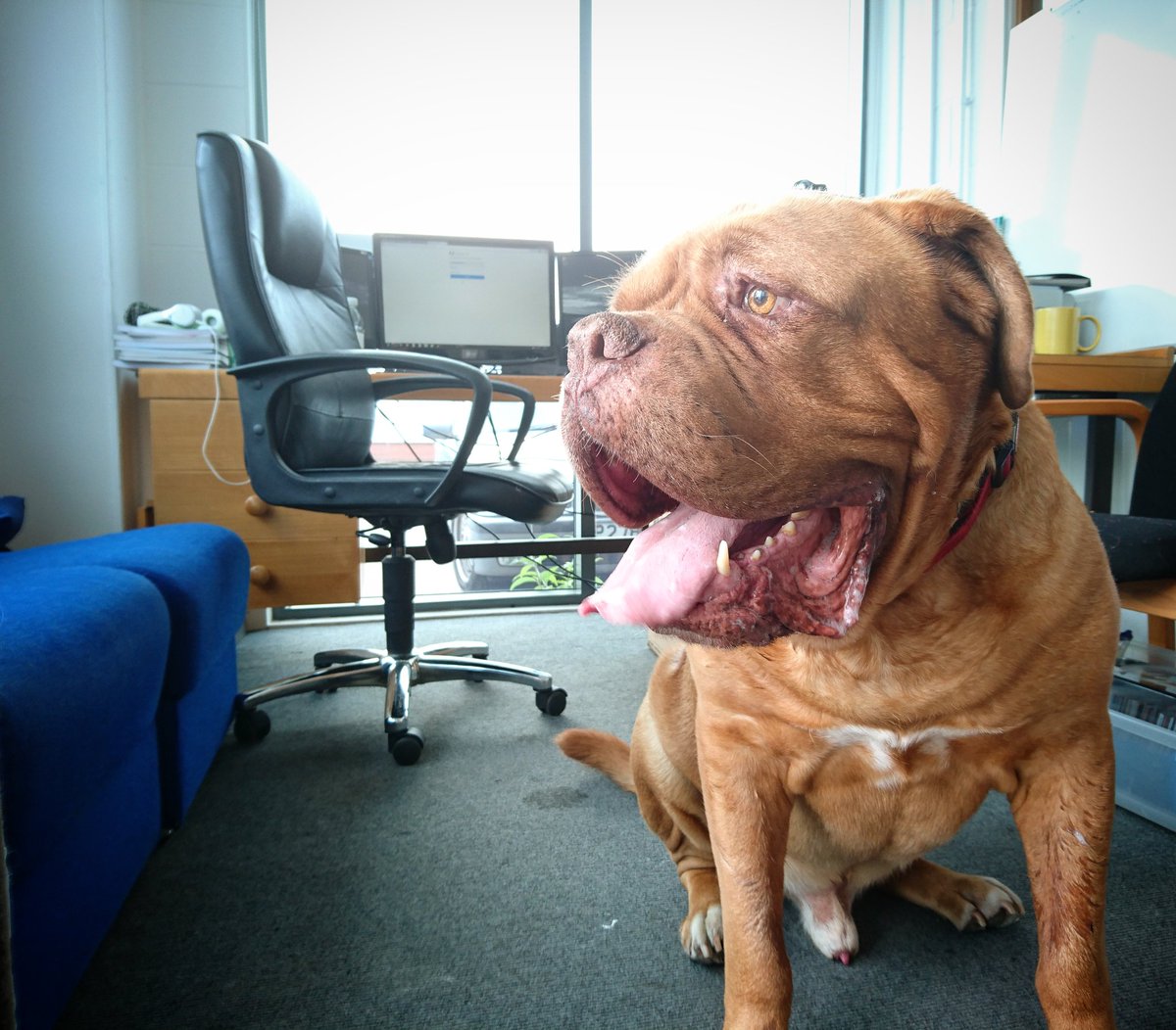 G2RDesign's tweet photo. The big lad getting acclimatised to the new office. I've brought his usual sofa, so all is good #doguedebordeaux https://t.co/C8TYC2WnTk