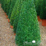 PlantsTreesUK's tweet photo. #Taxus #baccata – #Cone (#Englishyew) : https://t.co/2JfjIHflIb https://t.co/DVMmXLsL3B