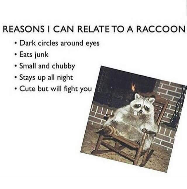 tbhplzdont's tweet photo. I guess I'm a raccoon https://t.co/lBWABUZpCN
