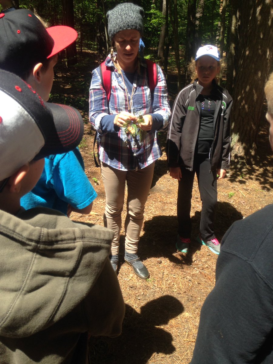 MrMC_134's tweet photo. @BobcaygeonPS ~ White pine vs. Red pine identification at Yearley. https://t.co/YTdHiFUghh