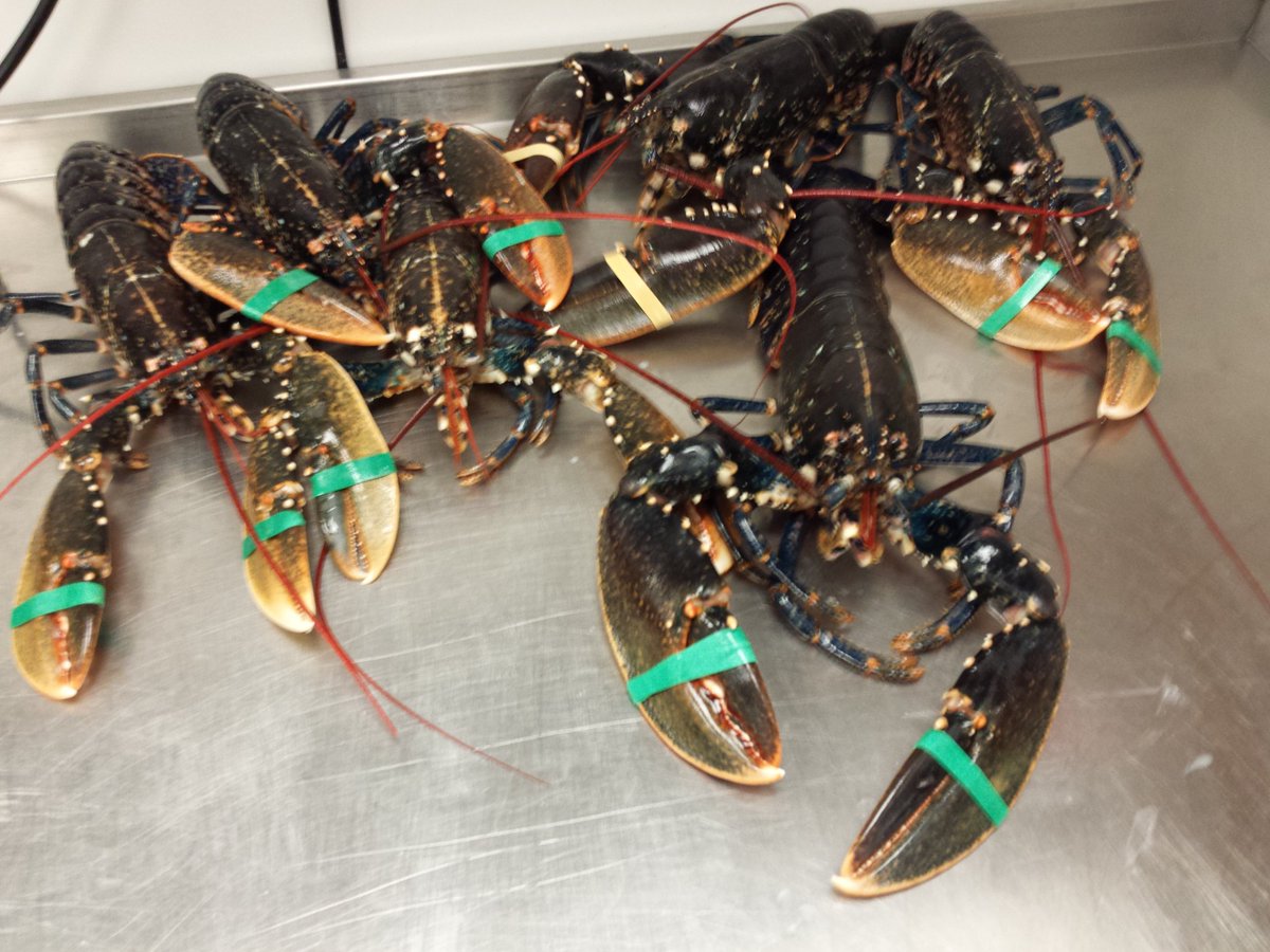 CoppiBelfast's tweet photo. Just Landed in Coppi Fresh From Portstewart Lobster for Weekend Special #lobster #specials https://t.co/x16Wo1cMLm