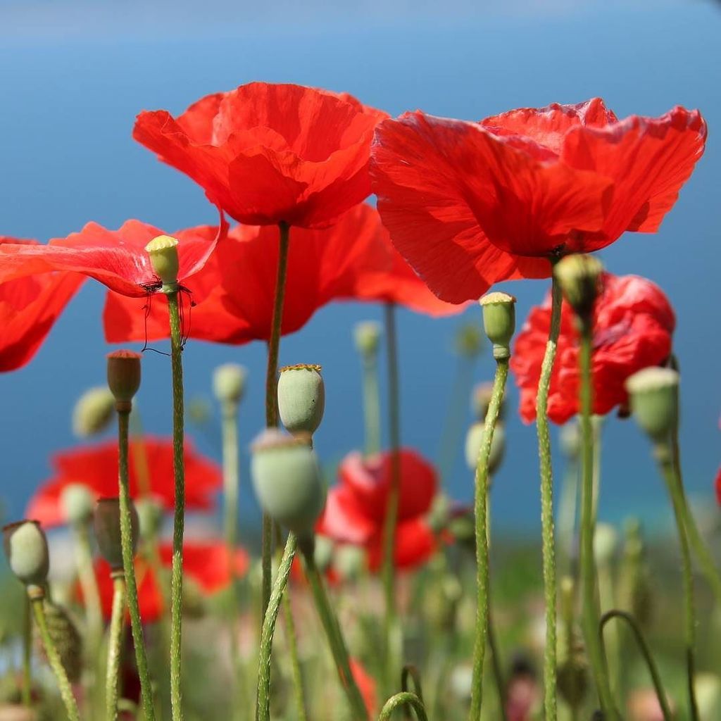 krejsab's tweet image. #vlcimak #makovice #cervenekvety #kyticky #letni #priroda #chorvatsko #pobrezi #poppy #pop… ift.tt/1XIsazw