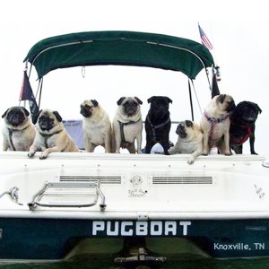 villagewestmar's tweet photo. #PugBoat Remember, VillageWestMarina is #PetFriendly https://t.co/JDD8JeoL9C https://t.co/GeOihjV5Hm