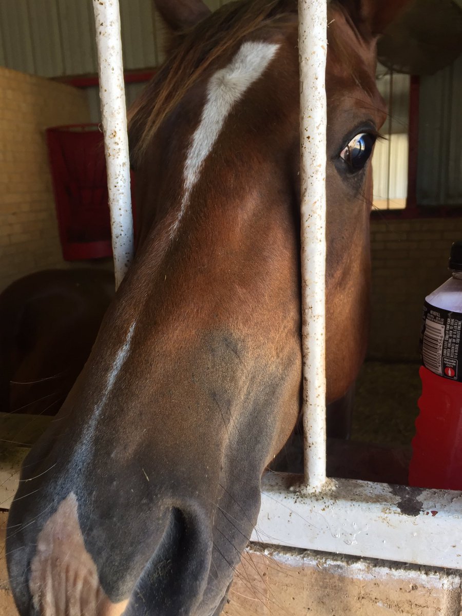 eliteperfhorses's tweet photo. Baby Harry was released from @EVHequine today in perfect health! Thanks everyone for the well wishes! @ajwilliams23 https://t.co/VB15UTcaXr