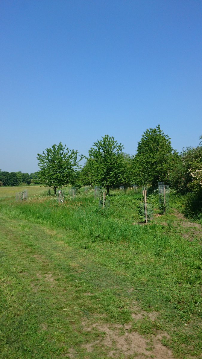 gingerlynds's tweet photo. Walked past for weeks and only just realised it is a mini orchard in the making @beckettsteps #beckettsteps https://t.co/6HFASGhJuw