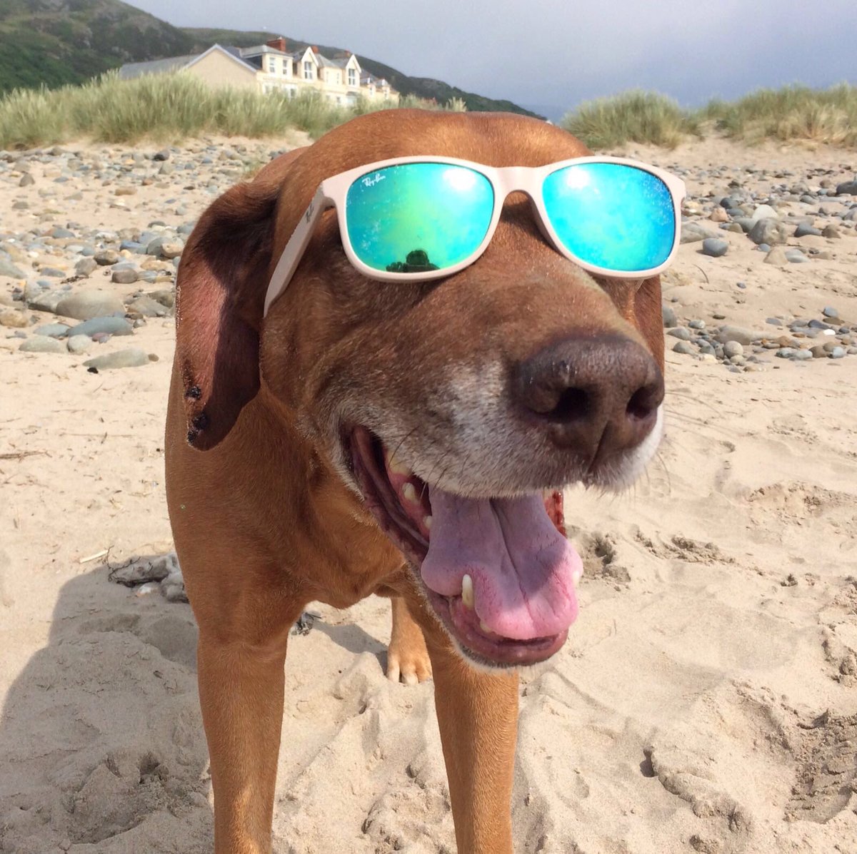 JackEvans_'s tweet photo. My dogs Ar cooler than yours https://t.co/FzCtEf6Glu
