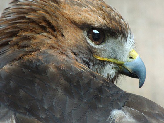 The Central Falconry and Raptor Club will be at the #UKGameFair at #StoneleighPark 22-24 July!