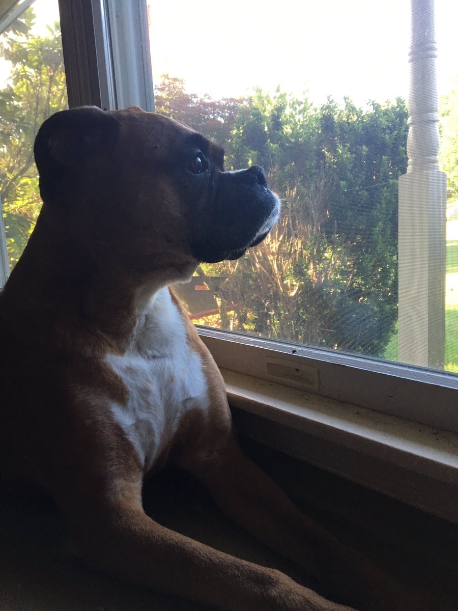 Zarriello06's tweet photo. Dogs are capable of differentiating odors nearly 100 million times lower than humans can. #cartychem https://t.co/PNJ4sNaR3d