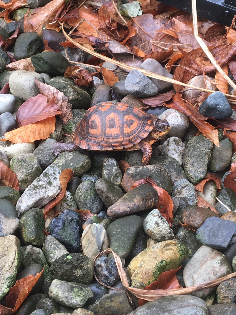 Zarriello06's tweet photo. Found This little guy in my backyard,did you know they can carry salmonella bacteria,so wash your hands!!#cartychem https://t.co/sz7LDc0wJm