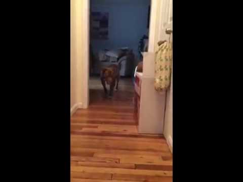 SaveToday_'s tweet image. [VIDEO] Pit bull tip toes around sleeping cat in hilarious video. ow.ly/an5j3015Nmv #pitbull #cats #funny