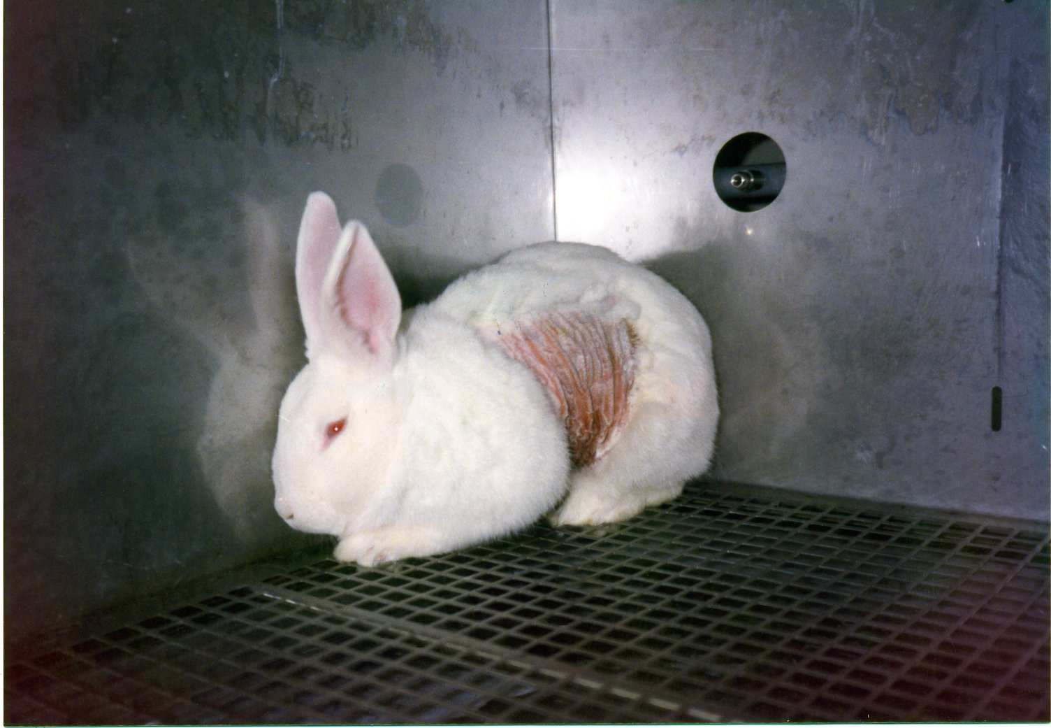 PETA on Twitter: PETA on Twitter: