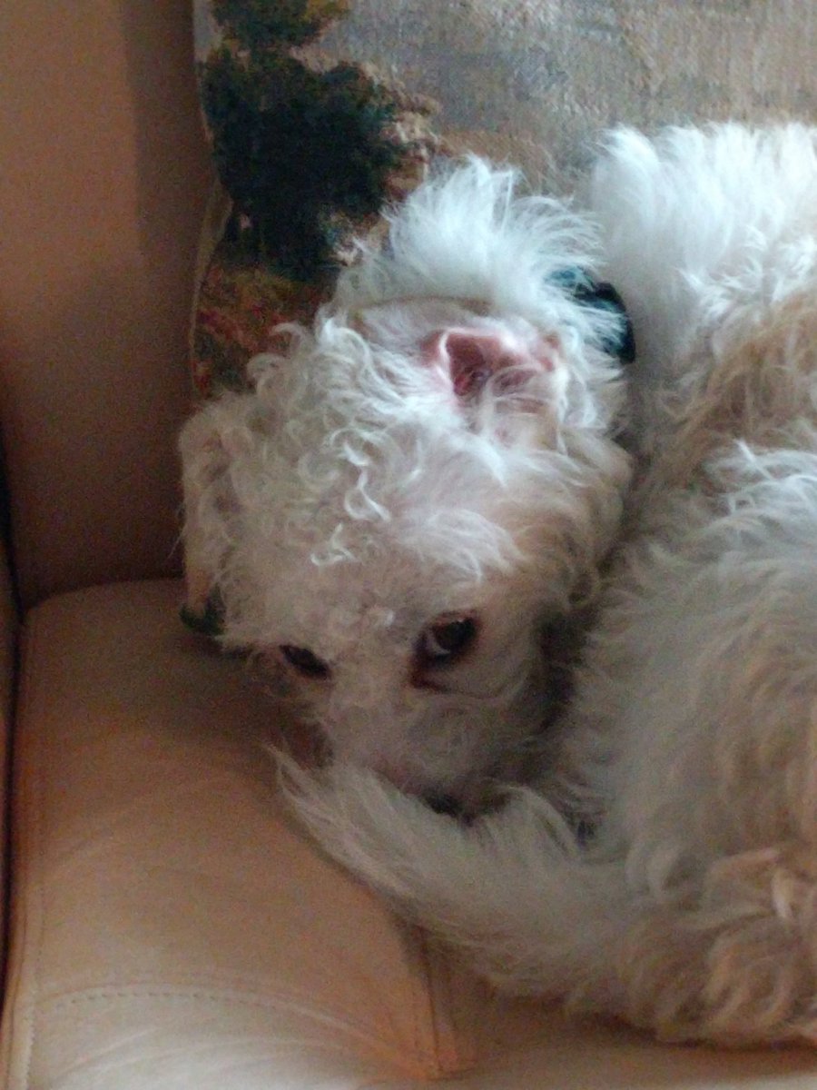 GIdocgalaxy's tweet photo. Siggy is TWO today. Happy birthday baby. #petpawrty https://t.co/XDl4c0z2SA