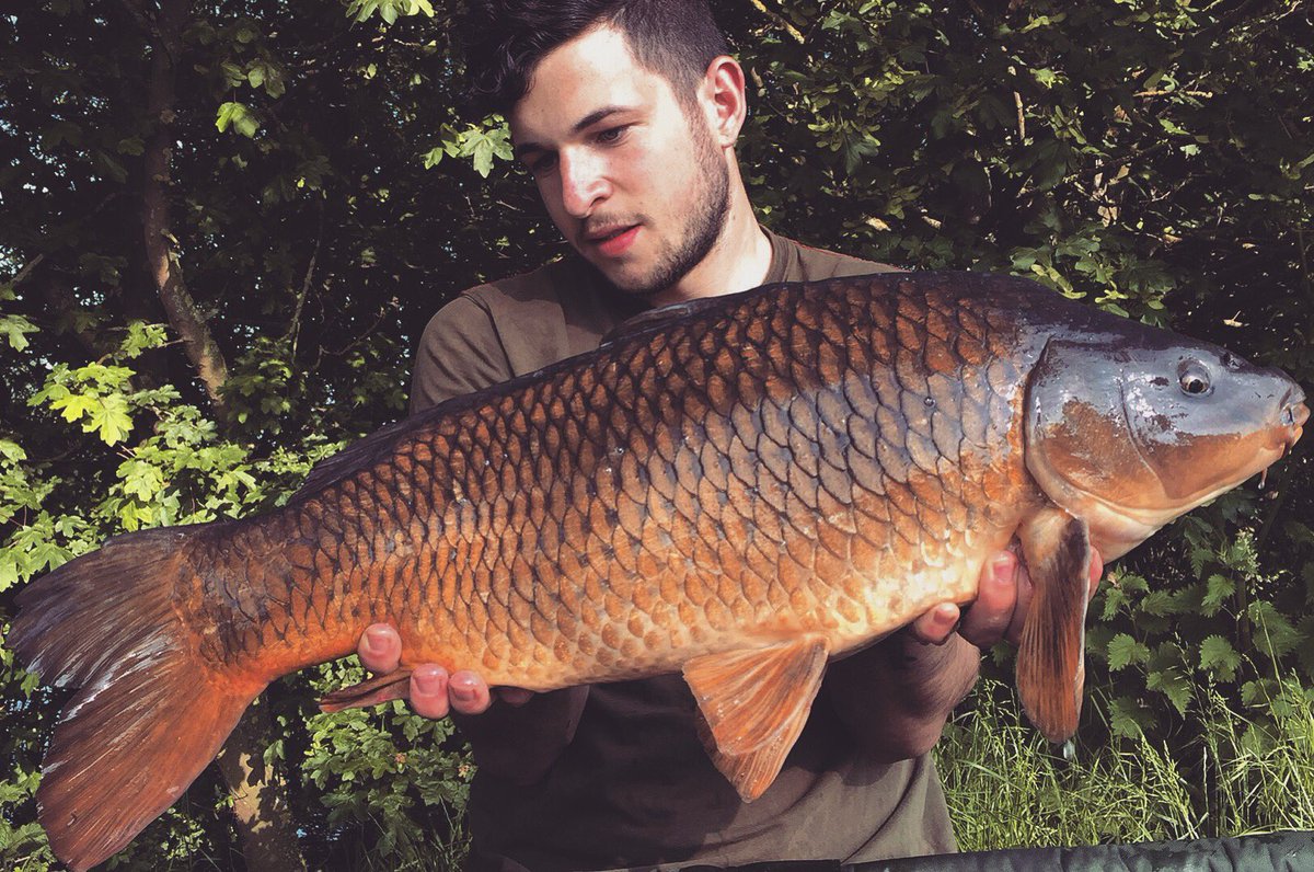 Lewis_Sherwood_'s tweet photo. Stunning 20lb 2oz common during tonight's quick after-work session 🎣🐟 https://t.co/L67iBbUUva