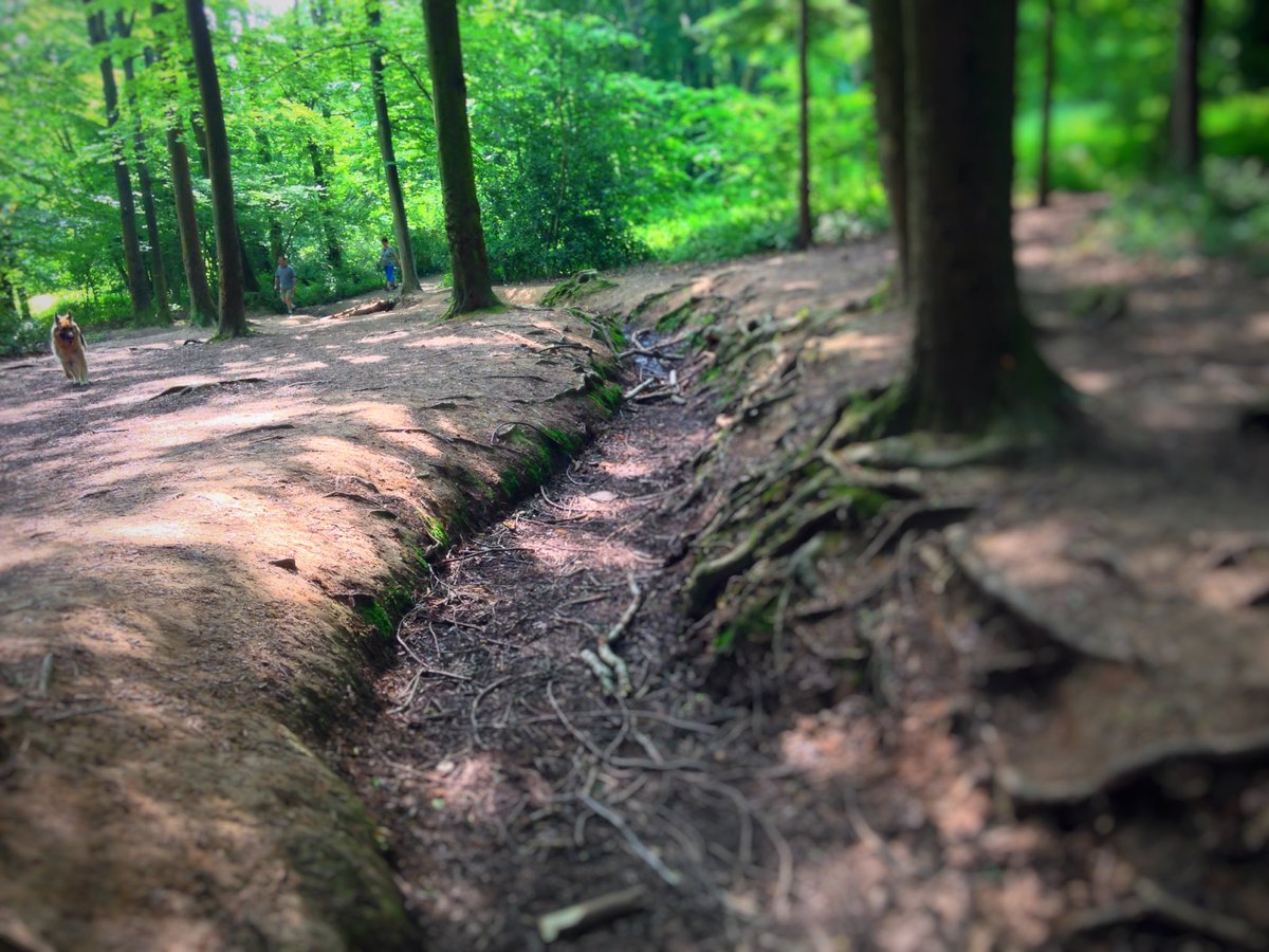 Vicki_Handley's tweet photo. I love the woods - it's so peaceful and quiet. It's a great thinking spot #woods #peace #nature #think #joy https://t.co/q8o61C3jtX