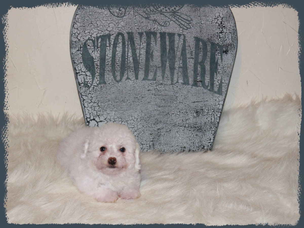 DogBreederMA's tweet photo. We have one bichon girl available to a good home named Tassen.  508 867 6929. https://t.co/KO9PWyXTfi