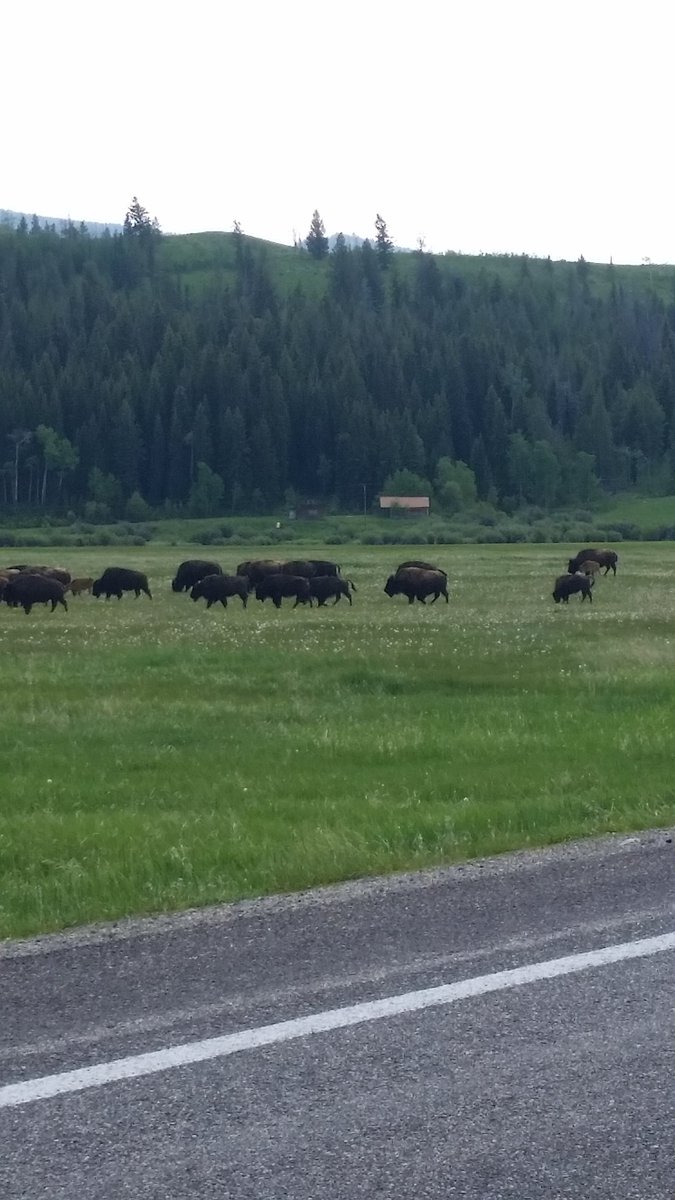 Traffic jam on my drive today! #uwyoextension