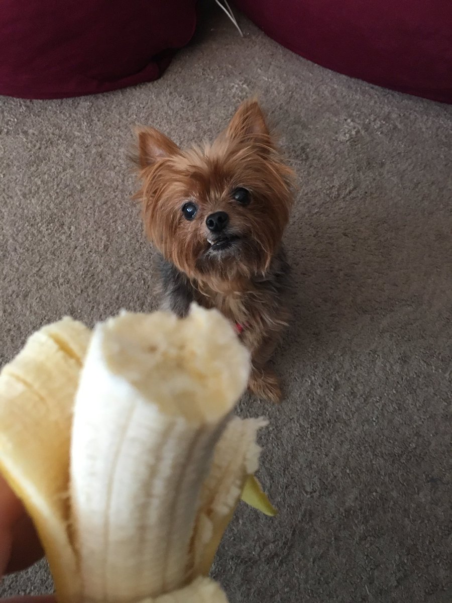 danielleinks13's tweet image. #JavaBean loves bananas! #monkeydog #yorkiesoftwitter #mydogisadorable #notsurewhyshelovesbananas