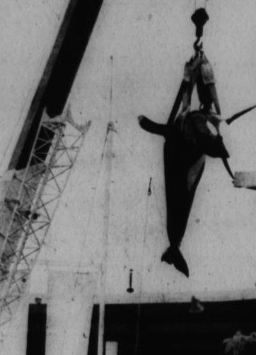 Quad_Finn's tweet photo. After Hugo died from self-inflicted injuries, the Seaquarium sent their star performer's body to the Miami Dade Dump https://t.co/NGDYGGLTJ3