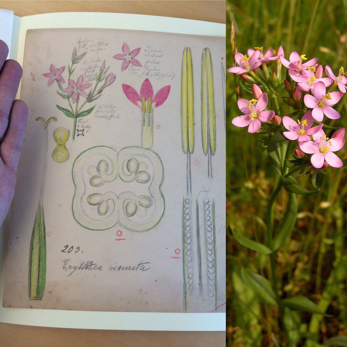 Looking through study drawings done by Rudolf #Blaschka in 1892 for the #GlassFlowers. #RakowLibrary  #CorningNY