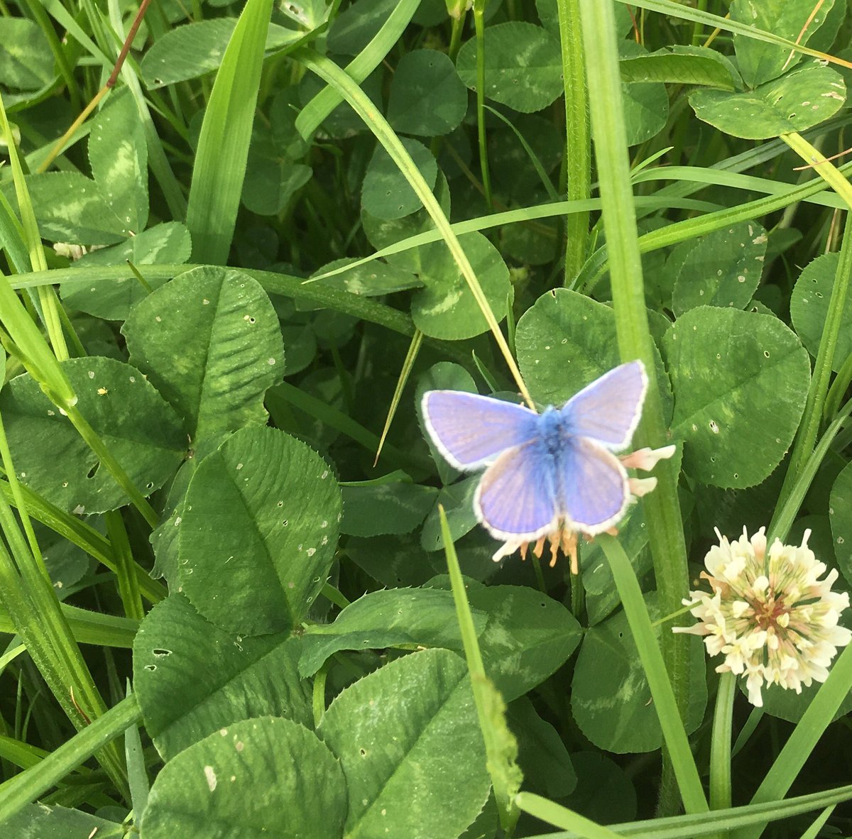 Orchardwales's tweet photo. @britbutterflies #CommonBlue found at #RaglanCiderMill #TraditionalOrchards @MarcherApple @WelshCider @VisitBrogdale https://t.co/jdBqAeJekr
