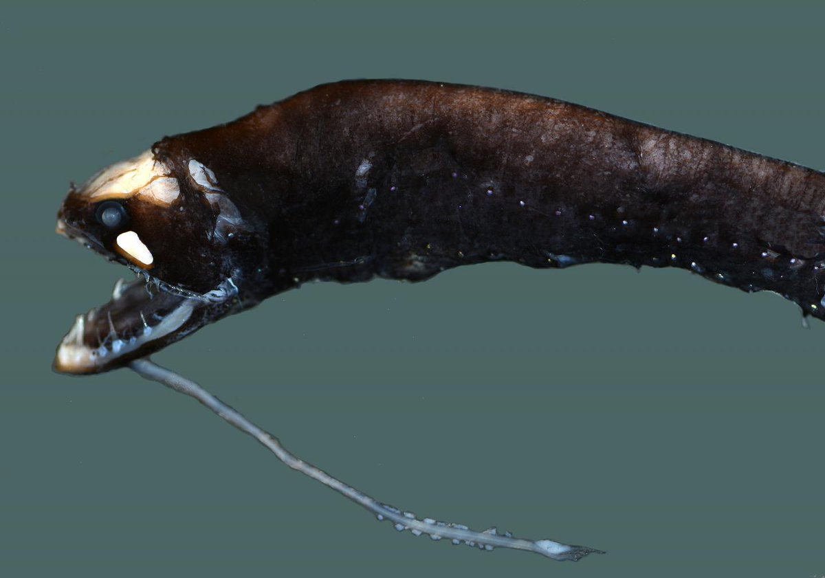 ebpkansas's tweet image. #KUdiscoveries show fish species that glow, @Newsweek Meghan Kuhr writes. 
bit.ly/1TYaLMD