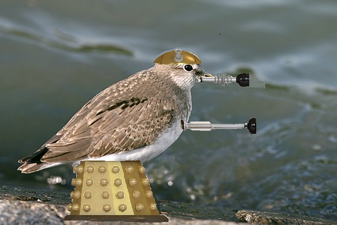 TheDetermin8or's tweet photo. @robert_yaxley Dalek Sandpiper #Inventabird #YepStillGoing https://t.co/9piXh9HshR