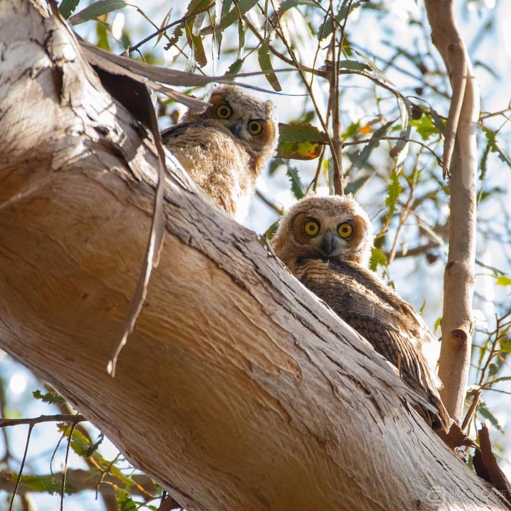 bradycabe's tweet photo. Staring problem - two young Great Horned Owls #greathornedowl #slo #pismo #exploreslo #ig_discover_birdslife #your_… https://t.co/1zcqInP1yK