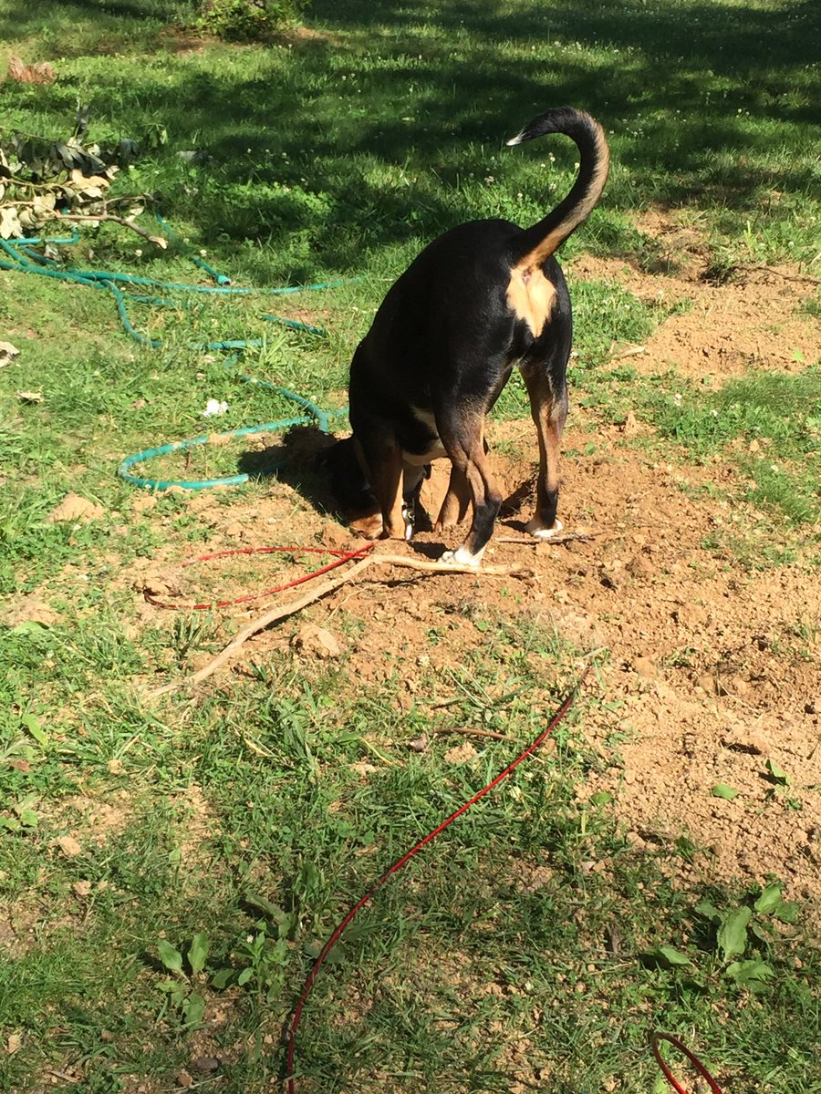 emily_daniellee's tweet image. Official mole hunter 🐶 #justkeepdigging