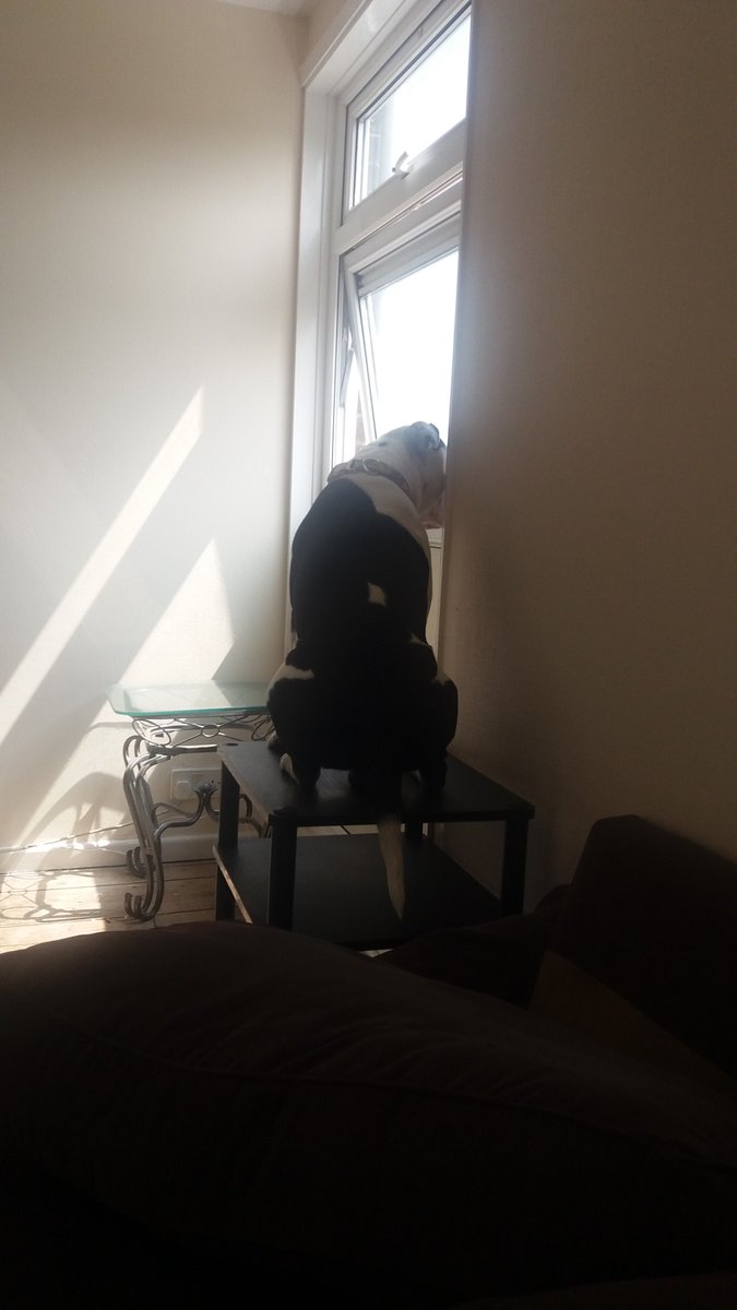 Oneviolentkitty's tweet image. This is what happens when you give these dogs big ideas about themselves !