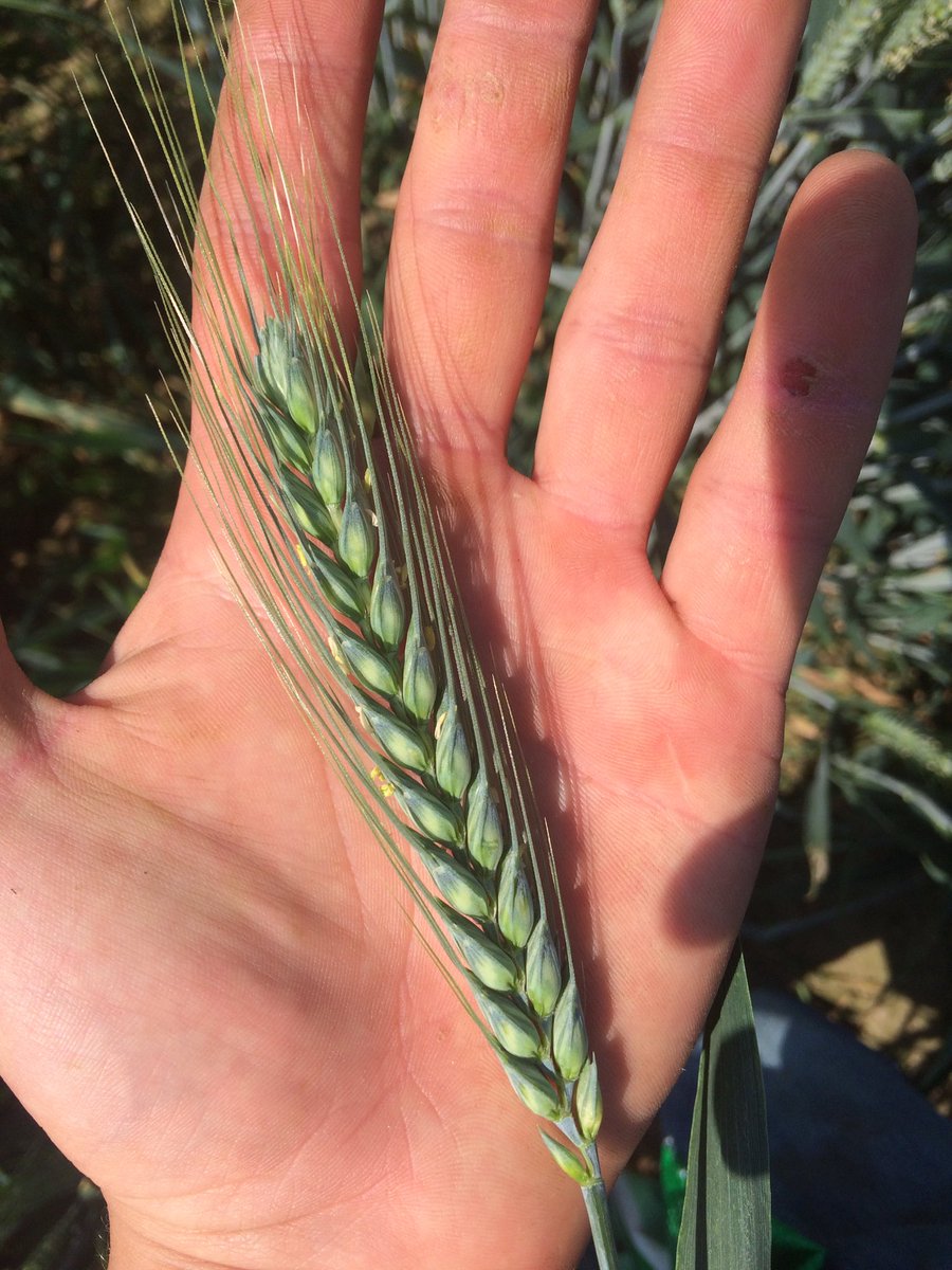 FarmerHewett's tweet photo. Wheats looking well except from a few patches of black grass #cropwalk #rouging https://t.co/WWpud1YN18