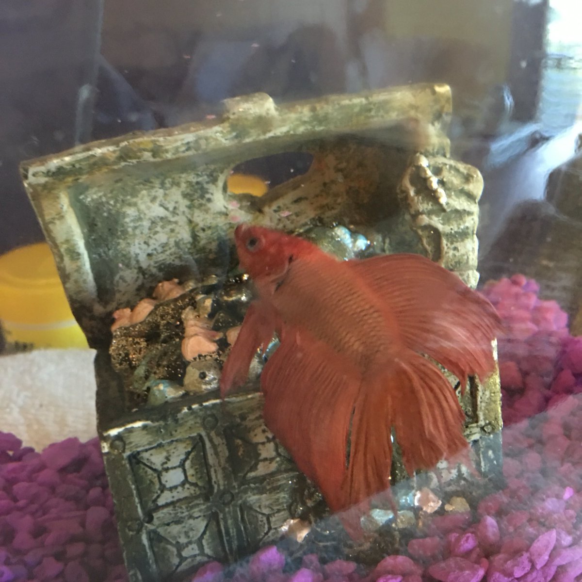 chemwithem's tweet photo. Fishy smells r caused when bacterial enzymes attack their flesh &amp; an oxidation reduction reaction occurs  #drcschem https://t.co/jTuTX8OoSt