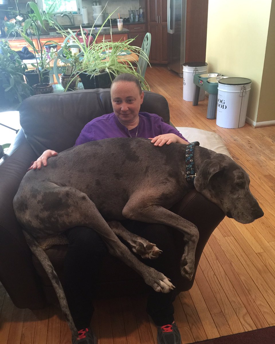 buffy999's tweet photo. #PersonalSpace #ImSoTiny #bigdog #BigDogs #mustlovedogs #dogsoftwitter #dogs #dogsrule https://t.co/n7TS2zgIjW