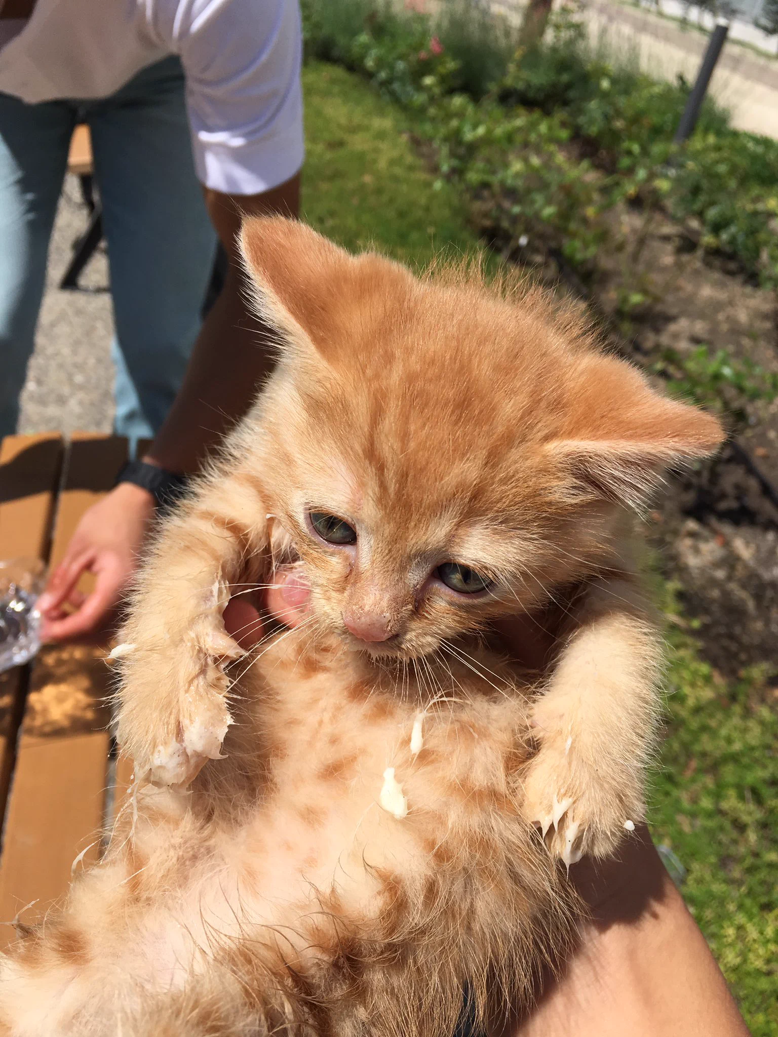 可愛い子猫を連れて学校へ♪授業受ける気ないだろｗｗｗｗ