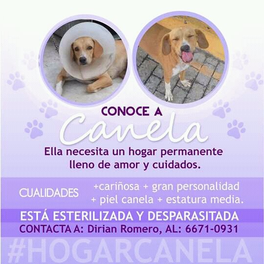 <a href="/PanamaProfundo/">PanamáProfundo SinMinería</a> <a href="/Coclesano0202/">Provincia de Coclé</a> @PENONOME_2016 <a href="/EstudiantesPTY/">Estudiantes Panama</a> <a href="/AriGatoPTY/">AriGato</a> <a href="/AdoptaunCriollo/">Seamos Héroes AUC</a> @adoptapanama