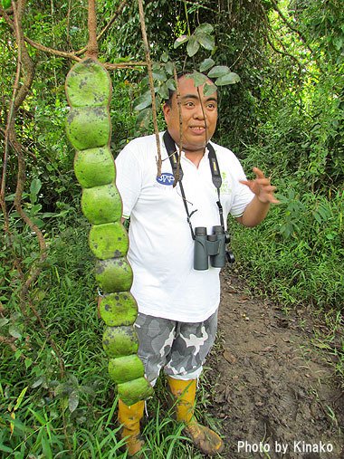 コタキナコ Rie Rieshell Harada Auf Twitter 世界で一番大きな豆モダマ 藻玉 は ゾウ豆とも呼ばれます 世界一 豆 植物 ジャングル トレッキング ボルネオ Lovesabah Entadapphaseoloides Bean Bilit Jungle
