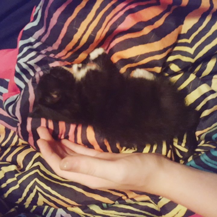 Kayla_1384's tweet photo. Just got a new kitten, say hello to Mittens😄😍 https://t.co/4QT0Aly2Ns