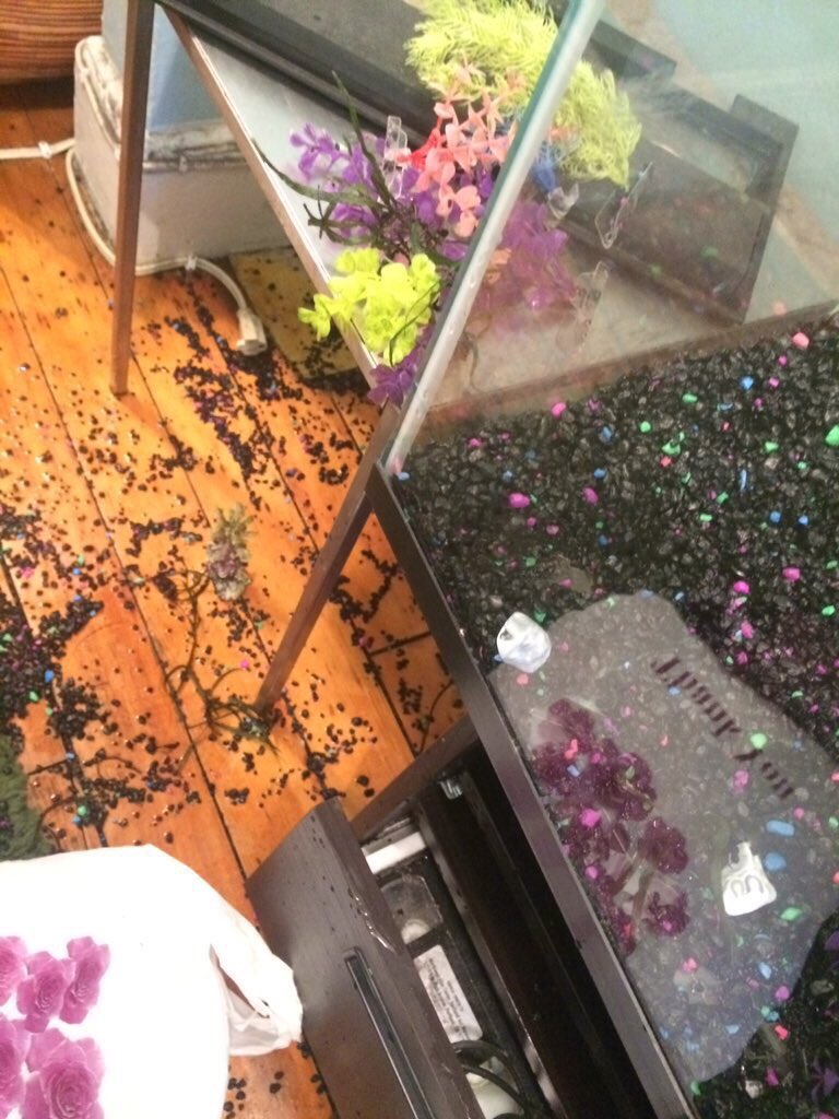 askroulette's tweet image. And shout out to @dapwell, who couldn't make it for the best/worst excuse ever -- his fish tank exploded. Proof: