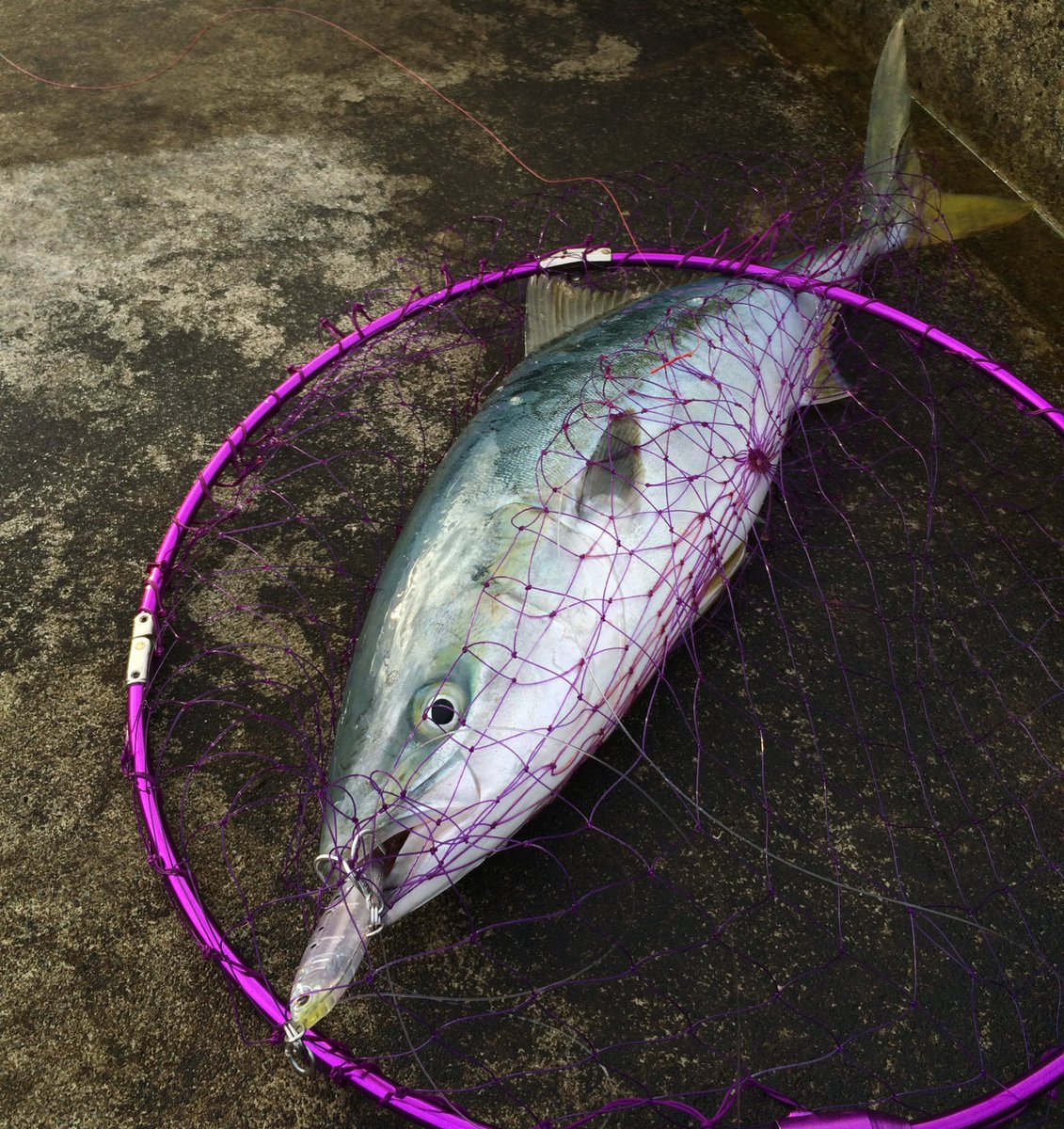 フラペンブルーランナー