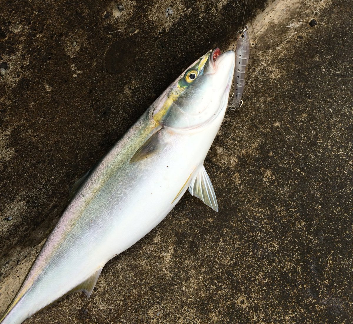 フラペンブルーランナー