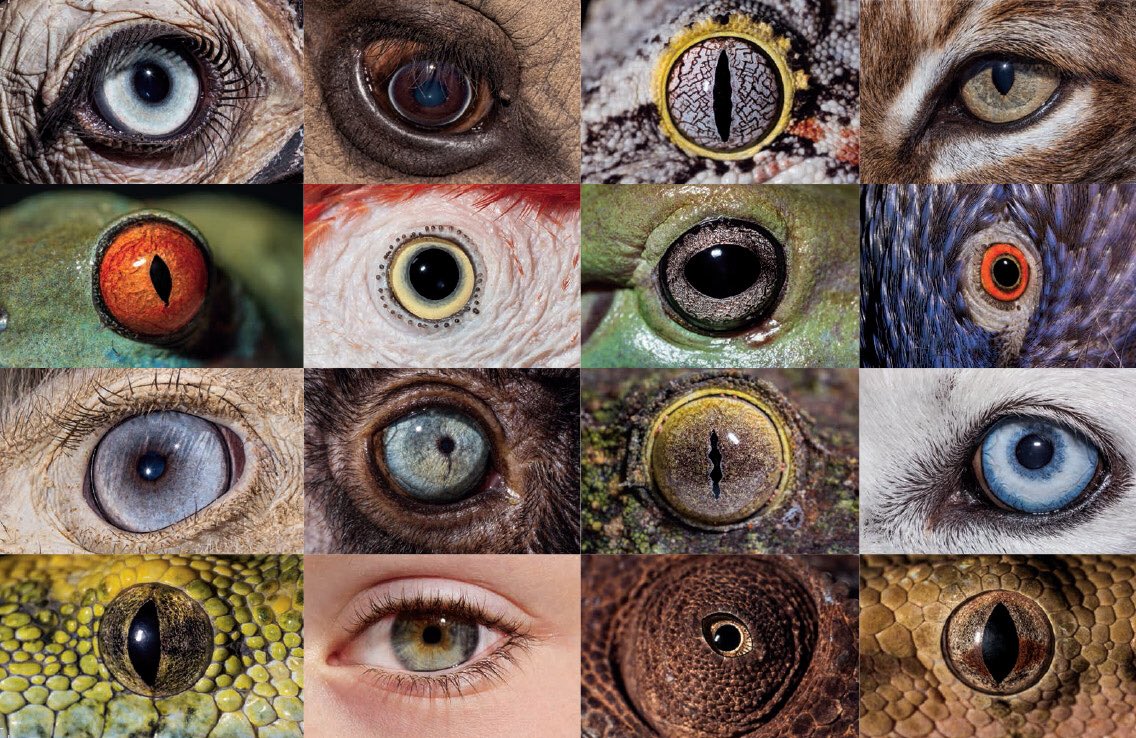 b4lduf4's tweet photo. #InsideTheEye: Nature’s Most Exquisite Creation https://t.co/nqaYXfcEnN #photography https://t.co/29MdexBgre