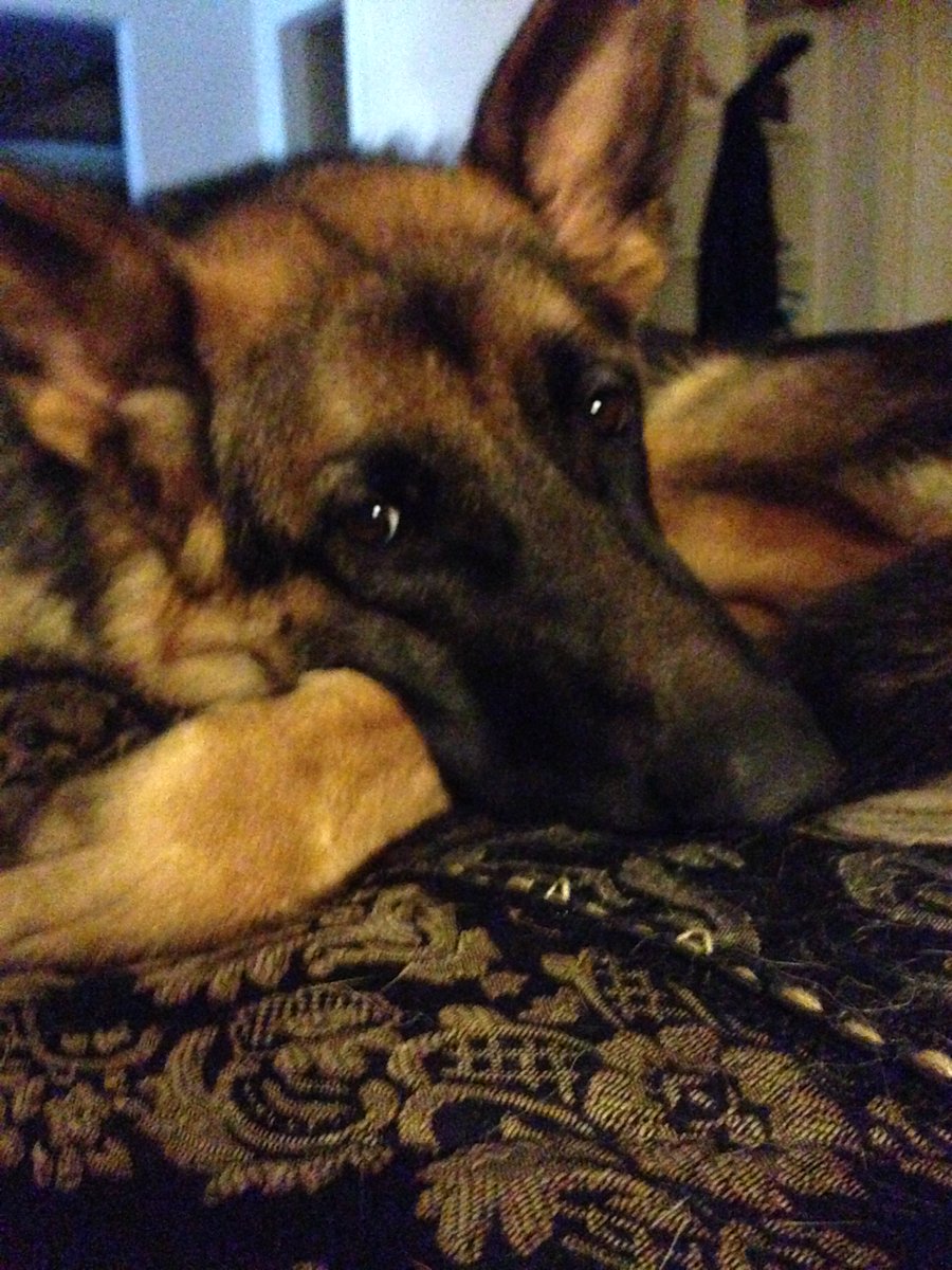 tezza_o's tweet photo. Why so serious Bella.....LOL https://t.co/pnF8a6tX4j