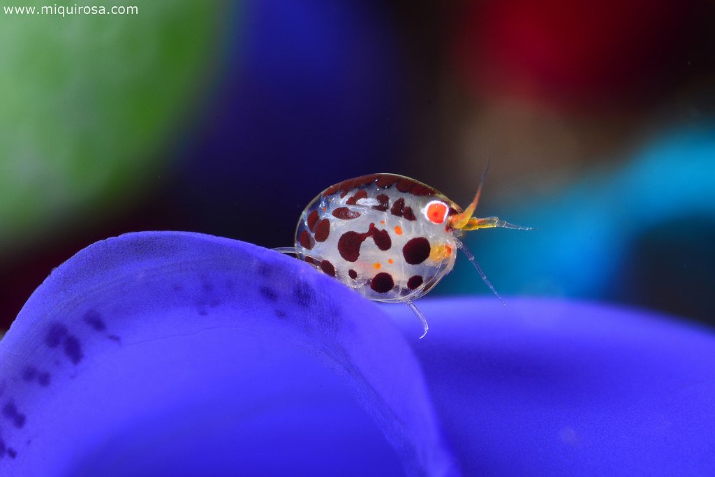 SophieLabaude's tweet photo. One of the cutest #gammarids cousin: #ladybug #amphipods (Cyproideidae)
https://t.co/qHuzPOQrLR https://t.co/PV1hF6xyAJ