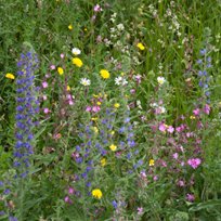 Jasper Helmantel <a href="/cruydthoeck/">Cruydt-Hoeck</a> geeft een lijst van 15 wilde inheemse planten voor de tuin bingerden.com/News-NEWS32.