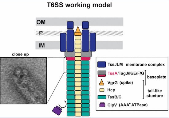 McCarthy_Ronan's tweet photo. Some fantastic work by some of my lab colleagues,TssA forms a gp6‐like ring #T6SS https://t.co/XOfoTkuIr6 https://t.co/6y9ZuZYQRC