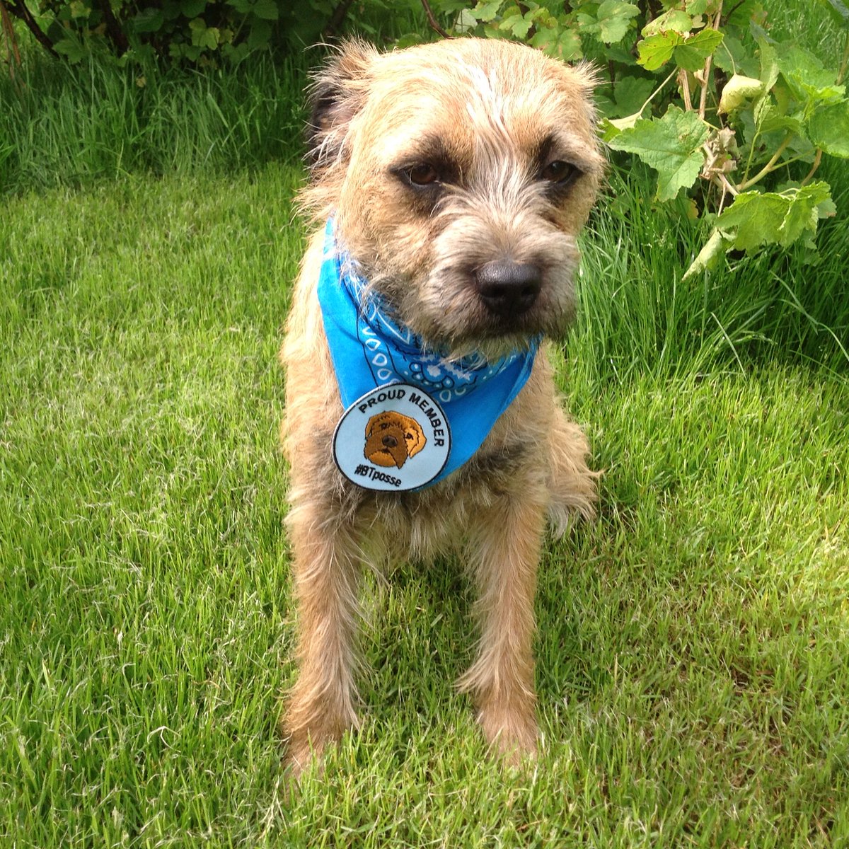 MagnusBorder's tweet image. Morning pals, loving my BT Posse badge. @BTposse #borderterrier