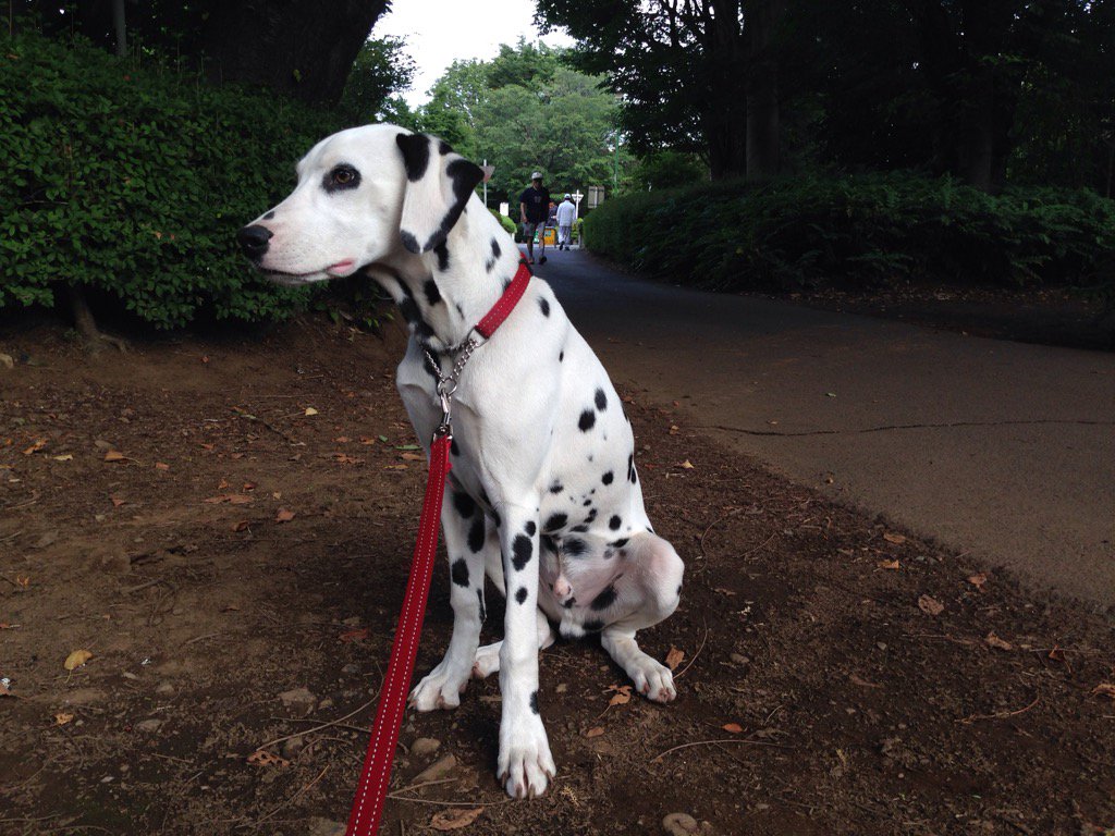 Pinto Dalmata V Twitter 散歩の途中で あっ ダルメシアン かっこいい とベンチに座っていたオバさんからも声が飛びました お友達のダルメシアンのメルちゃんとも出会いましたし 英語を話す小さな男の子に触ってもらいました 喜んでもらってよかったです Pinto Dalmata V Twitter 散歩の途中で あっ ダルメシアン かっこいい とベンチに座っていたオバさんからも声が飛びました お友達のダルメシアンのメルちゃんとも出会いましたし 英語を話す小さな男の子に触ってもらいました 喜んでもらってよかったです