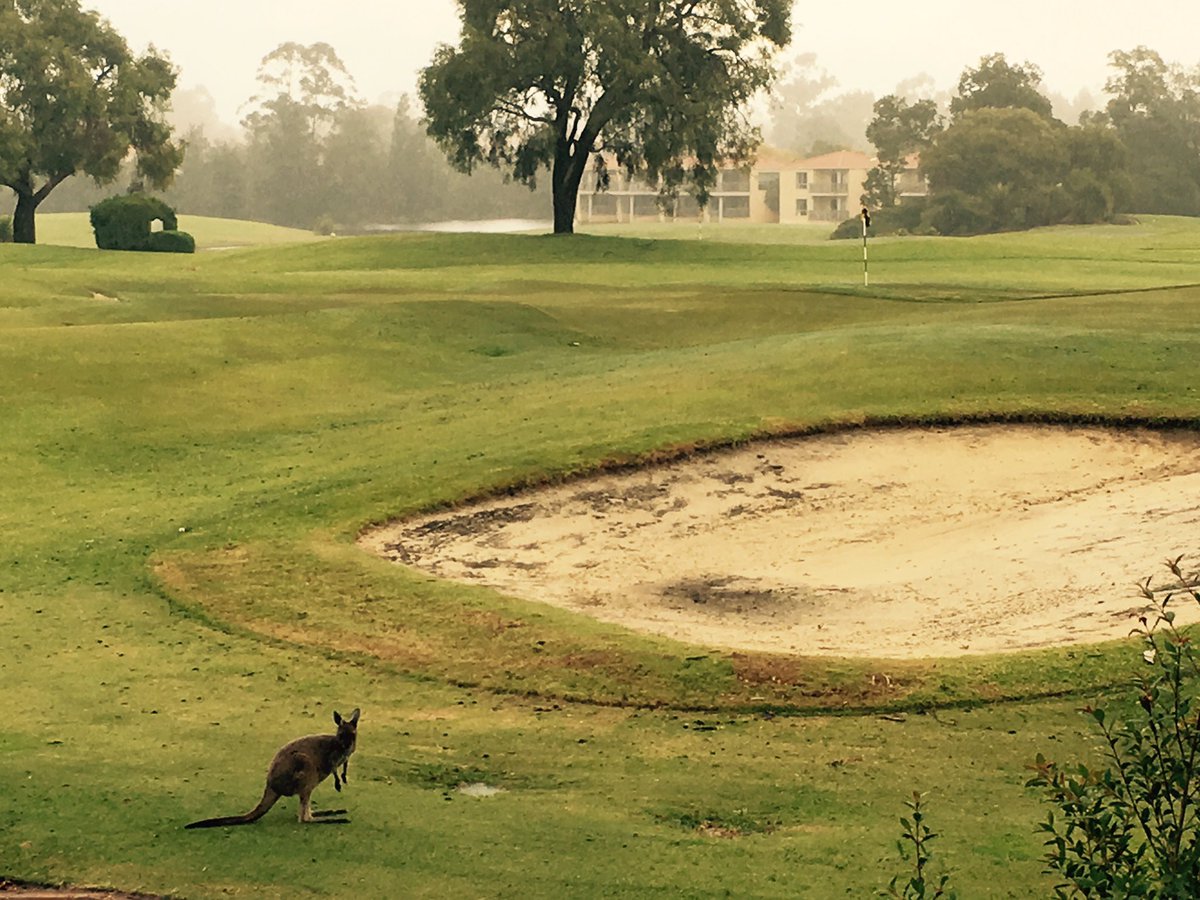 Rebecca Boteler (@waandfaraway) on Twitter photo Just 1/2 an hour from Perth and dodging kangaroos on the golf course! #justanotherdayinWA <a href="/WestAustralia/">Western Australia</a> #thevines Just 1/2 an hour from Perth and dodging kangaroos on the golf course! #justanotherdayinWA <a href="/WestAustralia/">Western Australia</a> #thevines