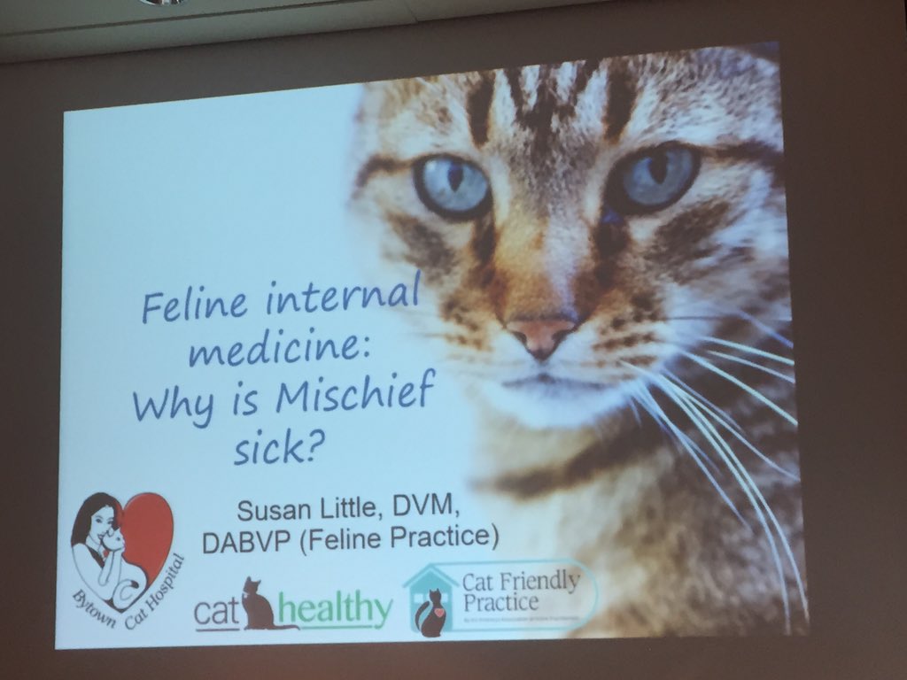 Sanfervet's tweet photo. Foto con una crack en medicina felina! Un lujo escucharla Dra.Susan Little! #ecuphar #feresveterinaris#feres https://t.co/J5xspnY5Sq